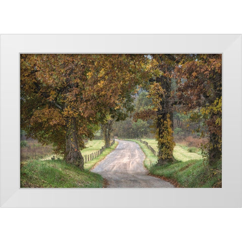 Between the Oaks White Modern Wood Framed Art Print by Head, Danny