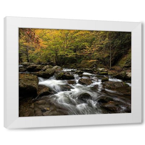 Autumn at Tremont II White Modern Wood Framed Art Print by Head, Danny