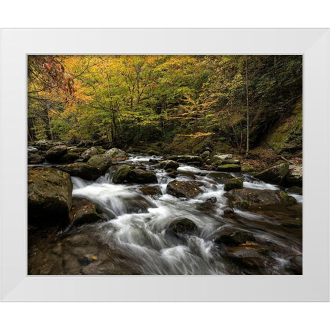 Autumn at Tremont II White Modern Wood Framed Art Print by Head, Danny