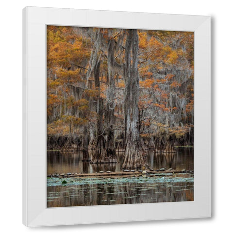Twenty Turtles White Modern Wood Framed Art Print by Head, Danny