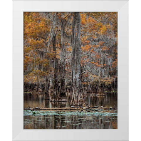 Twenty Turtles White Modern Wood Framed Art Print by Head, Danny