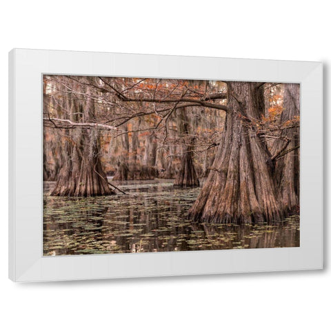 On the Bayou I White Modern Wood Framed Art Print by Head, Danny