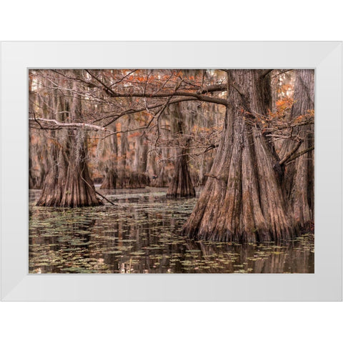 On the Bayou I White Modern Wood Framed Art Print by Head, Danny