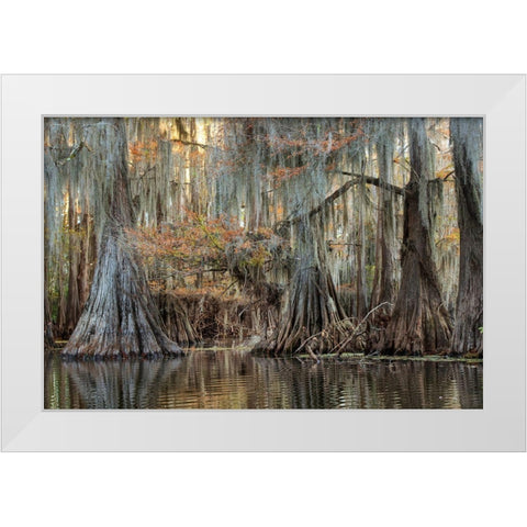 Cypress Silk White Modern Wood Framed Art Print by Head, Danny