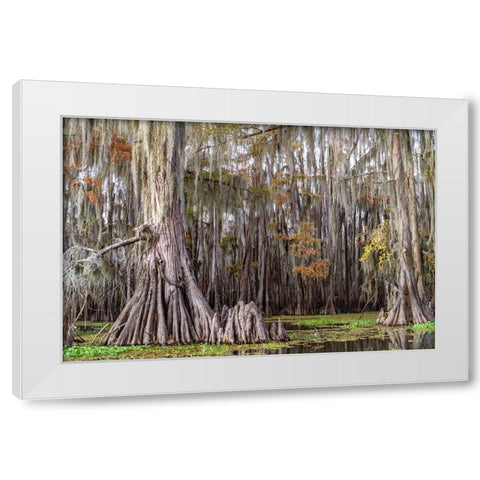 On the Bayou III White Modern Wood Framed Art Print by Head, Danny