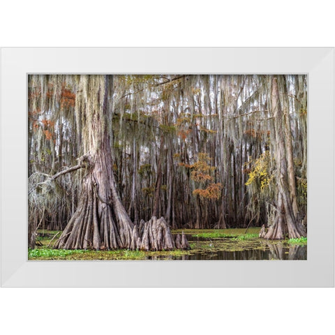 On the Bayou III White Modern Wood Framed Art Print by Head, Danny