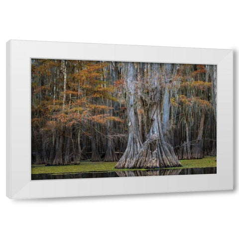 Cypress Trail White Modern Wood Framed Art Print by Head, Danny