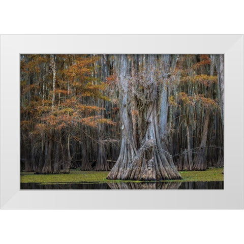 Cypress Trail White Modern Wood Framed Art Print by Head, Danny
