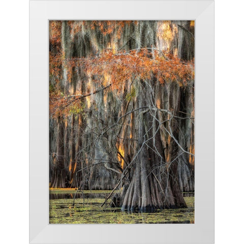 On the Bayou V White Modern Wood Framed Art Print by Head, Danny