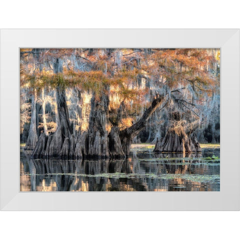 Bayou Morning White Modern Wood Framed Art Print by Head, Danny
