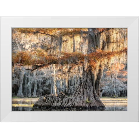 Cypress Magic White Modern Wood Framed Art Print by Head, Danny