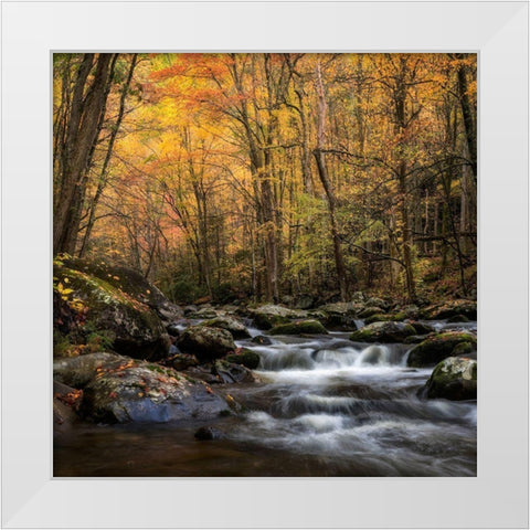 Golden Glow White Modern Wood Framed Art Print by Head, Danny