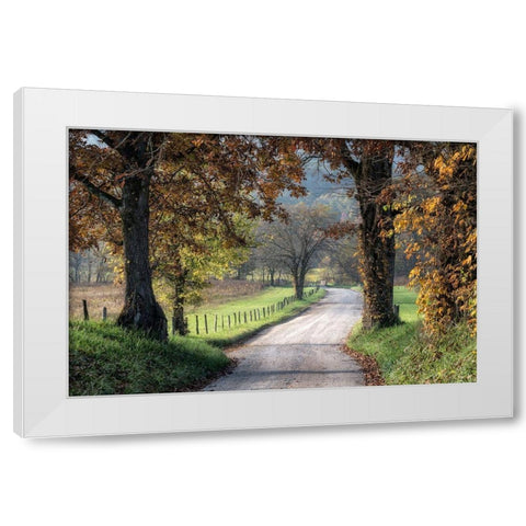 Between the Oaks White Modern Wood Framed Art Print by Head, Danny