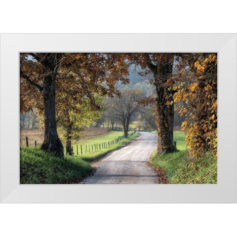 Between the Oaks White Modern Wood Framed Art Print by Head, Danny