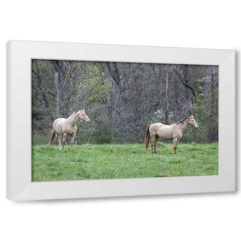 Buddies I White Modern Wood Framed Art Print by Head, Danny