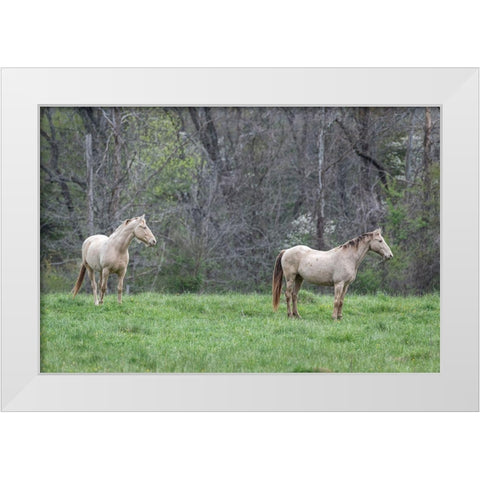 Buddies I White Modern Wood Framed Art Print by Head, Danny