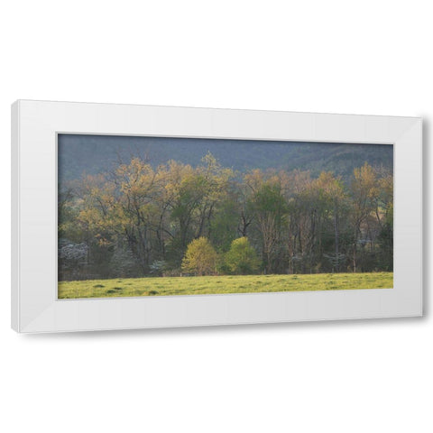 Tree Line White Modern Wood Framed Art Print by Head, Danny