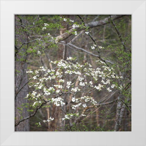 Dogwoods II White Modern Wood Framed Art Print by Head, Danny