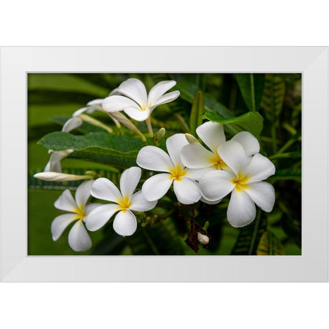 Plumeria I White Modern Wood Framed Art Print by Head, Danny