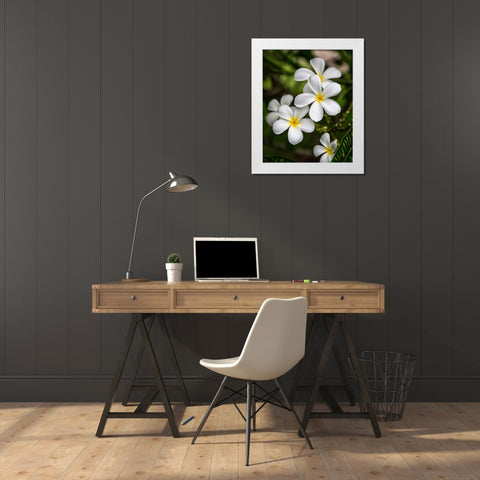 Plumeria II White Modern Wood Framed Art Print by Head, Danny
