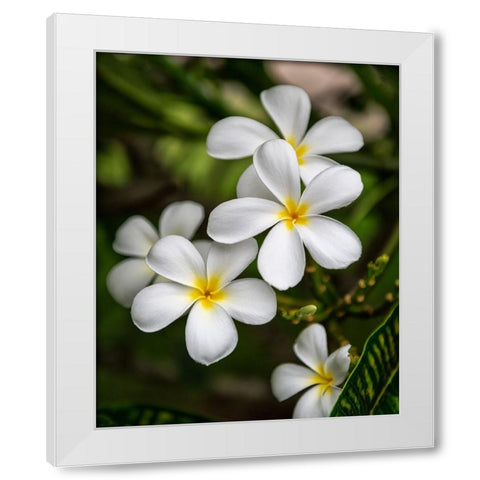 Plumeria II White Modern Wood Framed Art Print by Head, Danny