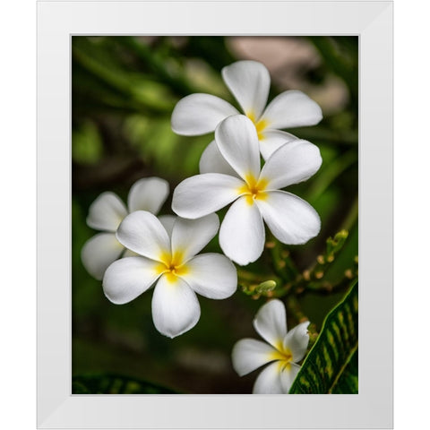 Plumeria II White Modern Wood Framed Art Print by Head, Danny