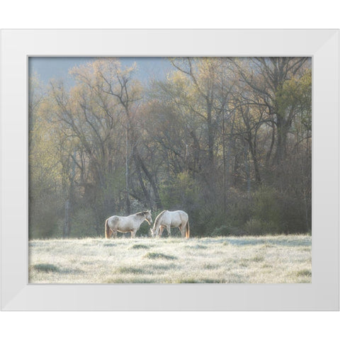Morning Graze White Modern Wood Framed Art Print by Head, Danny