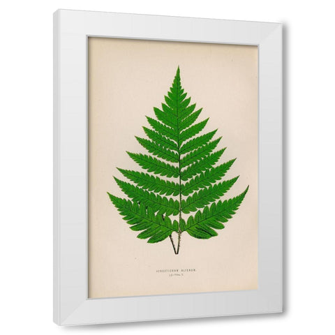 Acrostichum Alienum White Modern Wood Framed Art Print by Art Licensing Studio