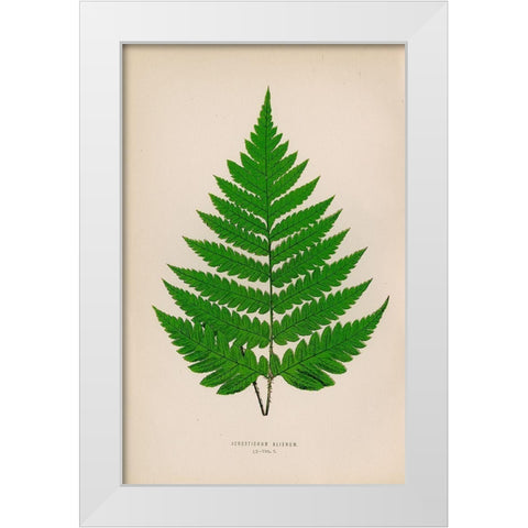 Acrostichum Alienum White Modern Wood Framed Art Print by Art Licensing Studio