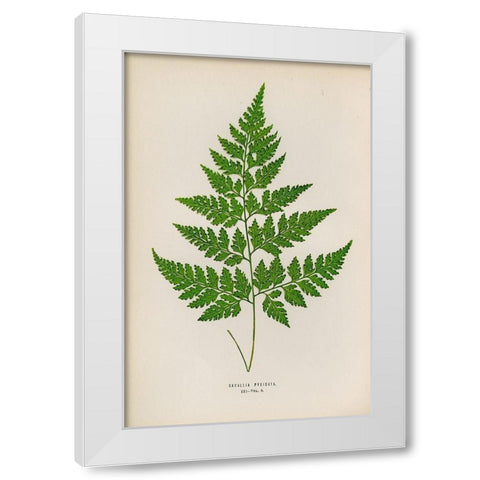 Davallia Pyxidata White Modern Wood Framed Art Print by Art Licensing Studio