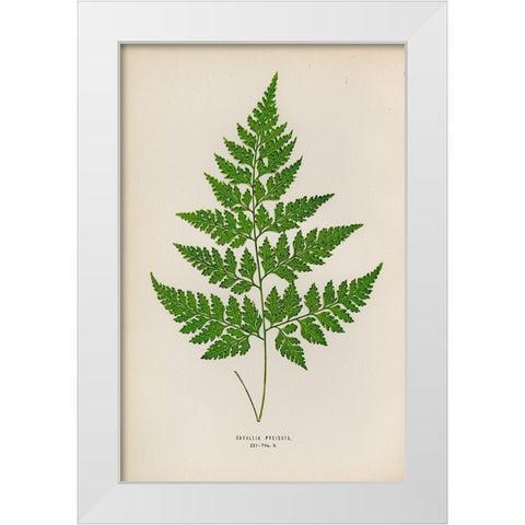 Davallia Pyxidata White Modern Wood Framed Art Print by Art Licensing Studio