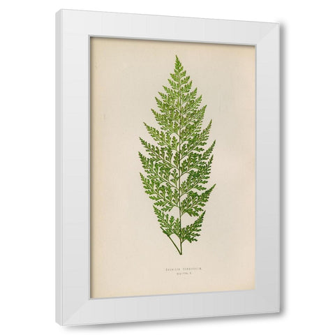 Davallia Tenuifolia White Modern Wood Framed Art Print by Art Licensing Studio