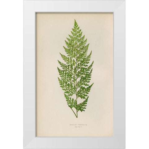 Davallia Tenuifolia White Modern Wood Framed Art Print by Art Licensing Studio