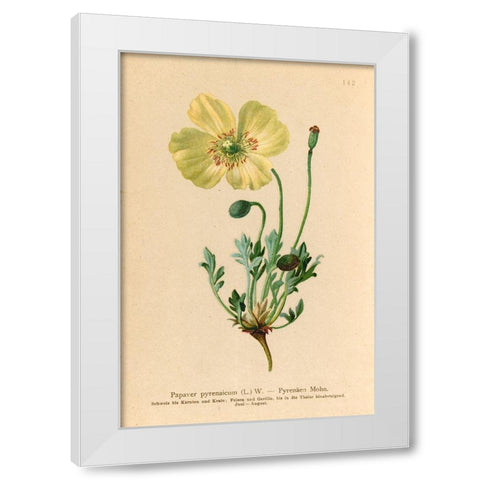 Papaver Pyrenaicum White Modern Wood Framed Art Print by Art Licensing Studio