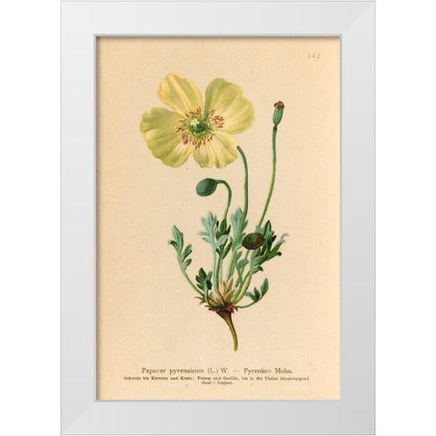 Papaver Pyrenaicum White Modern Wood Framed Art Print by Art Licensing Studio