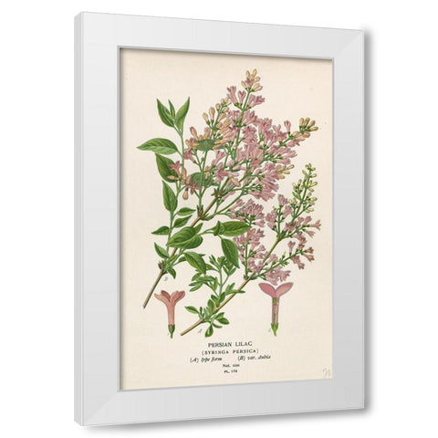 Persian Lilac White Modern Wood Framed Art Print by Art Licensing Studio