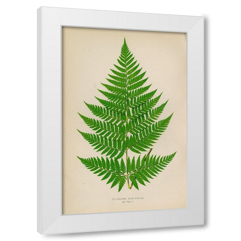 Polybotrya Osmundacea White Modern Wood Framed Art Print by Art Licensing Studio