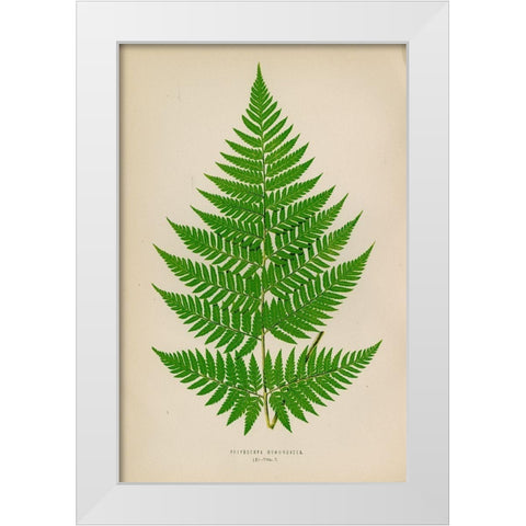 Polybotrya Osmundacea White Modern Wood Framed Art Print by Art Licensing Studio