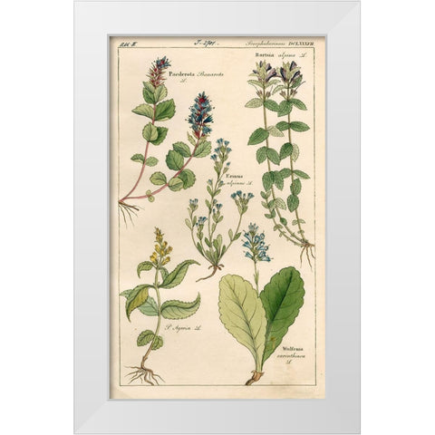 Scrophularineae White Modern Wood Framed Art Print by Art Licensing Studio