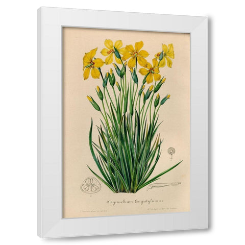 Sisyrinchium Longistylum White Modern Wood Framed Art Print by Art Licensing Studio