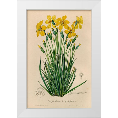Sisyrinchium Longistylum White Modern Wood Framed Art Print by Art Licensing Studio