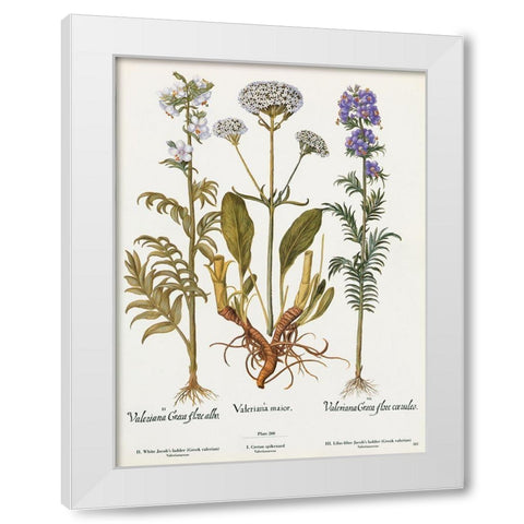 Valeriana White Modern Wood Framed Art Print by Art Licensing Studio