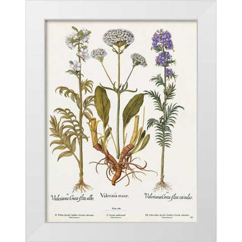 Valeriana White Modern Wood Framed Art Print by Art Licensing Studio