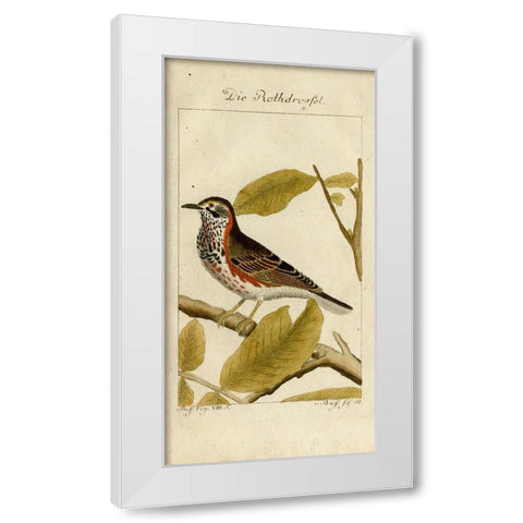 Die Rothdrosfel White Modern Wood Framed Art Print by Art Licensing Studio