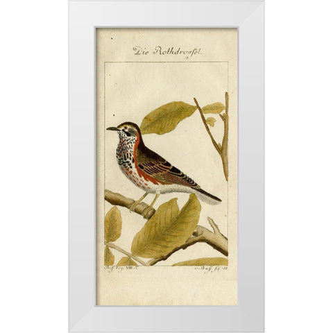 Die Rothdrosfel White Modern Wood Framed Art Print by Art Licensing Studio