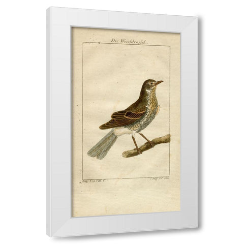 Die Weisfdrosfel White Modern Wood Framed Art Print by Art Licensing Studio