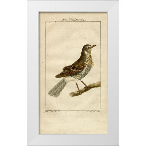 Die Weisfdrosfel White Modern Wood Framed Art Print by Art Licensing Studio