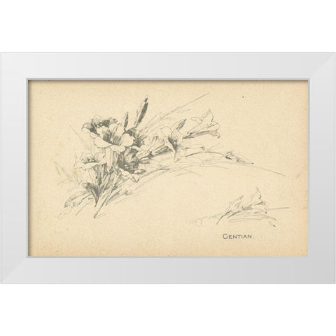 Gentian White Modern Wood Framed Art Print by Art Licensing Studio