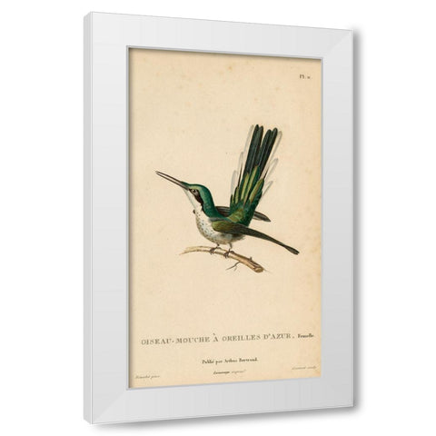 Oiseau-Mouche A Oreilles DAzur White Modern Wood Framed Art Print by Art Licensing Studio