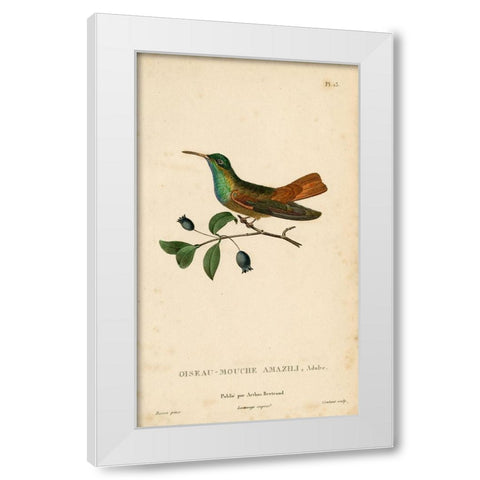 Oiseau-Mouche Amazili White Modern Wood Framed Art Print by Art Licensing Studio